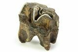 Fossil Woolly Rhino (Coelodonta) Tooth - Siberia #350941-1